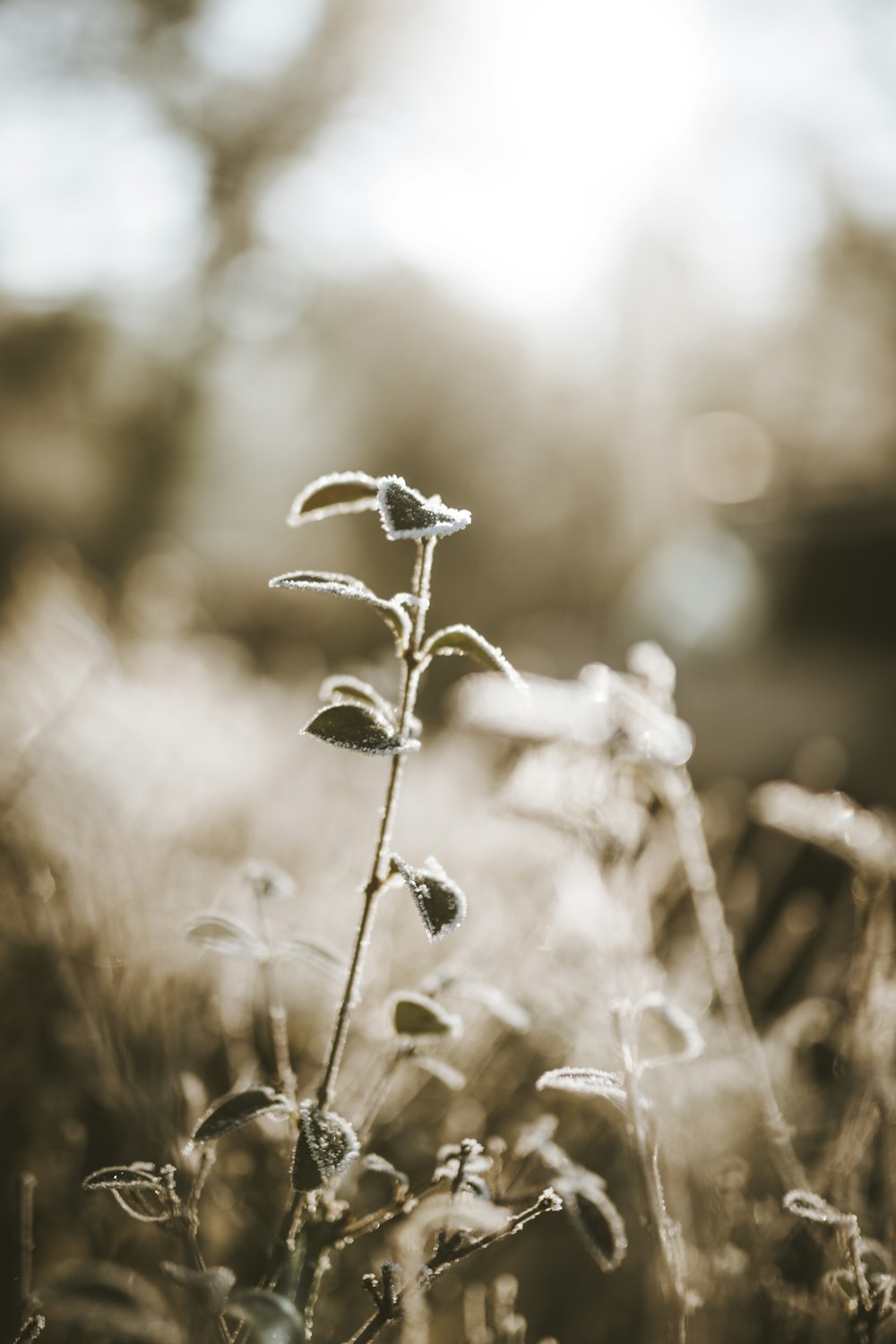 a close up of a plant in a field