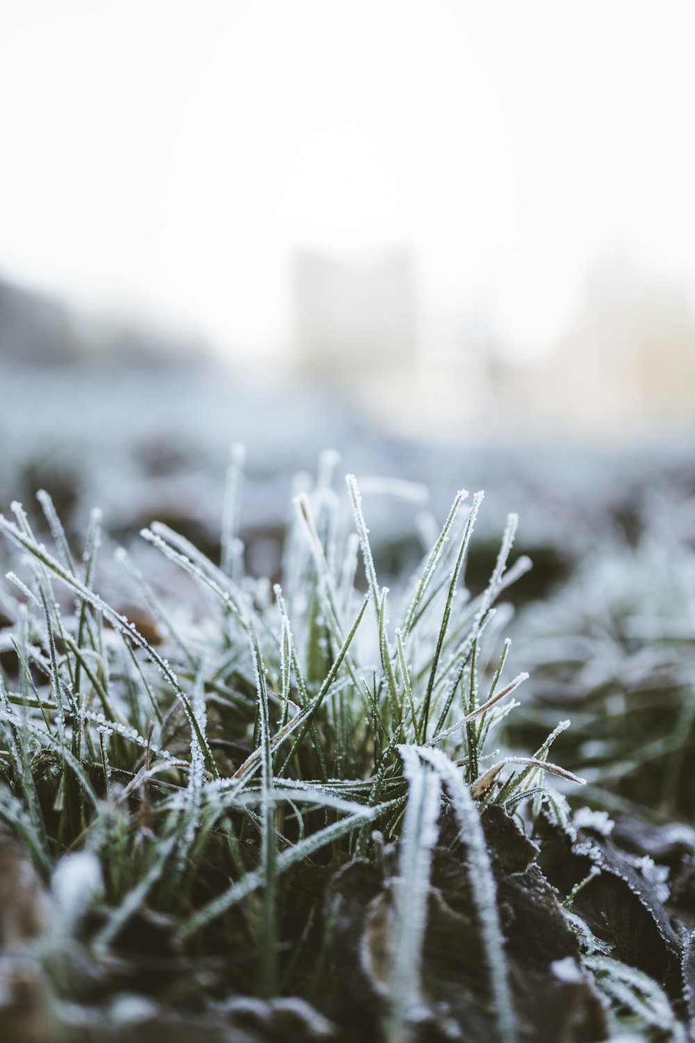 a small patch of grass covered in frost
