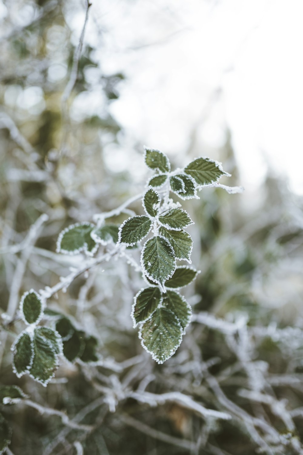 a close up of a plant with frost on it