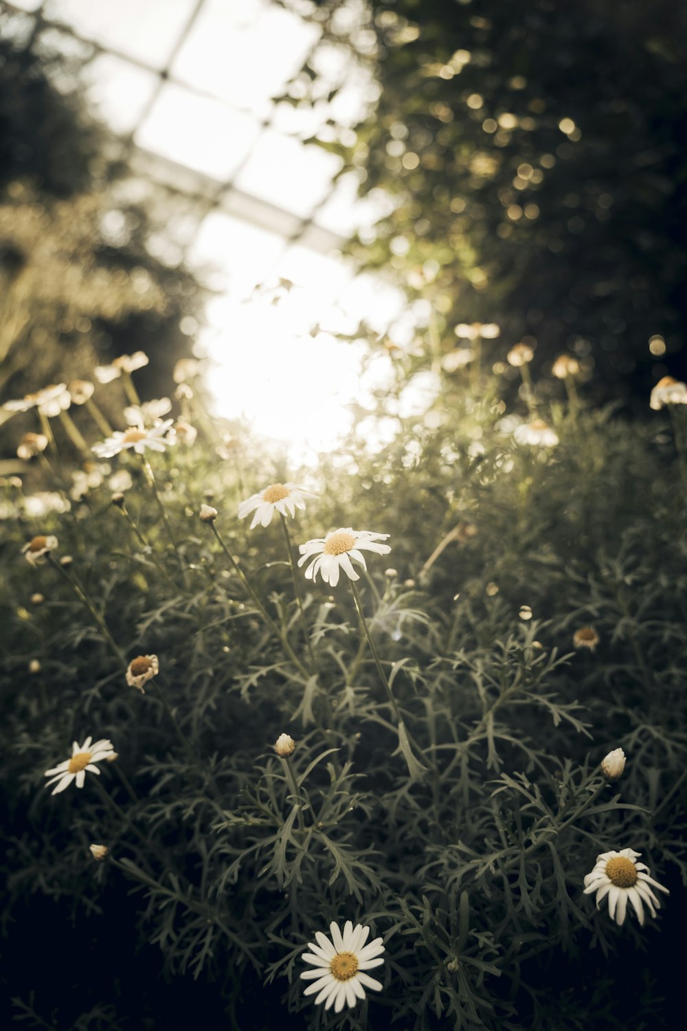 a field of daisies with the sun shining through the trees