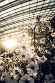 Sunlight filtering through the farm’s greenhouse, highlighting rows of growing mushroom clusters.