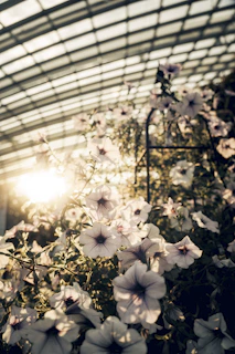 Sunlight filtering through a greenhouse filled with blooming orchids.