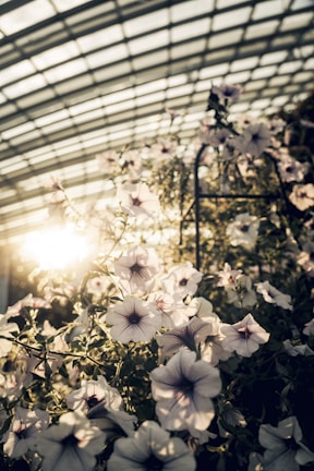 Sunlight filtering through the farm’s greenhouse, highlighting rows of growing mushroom clusters.