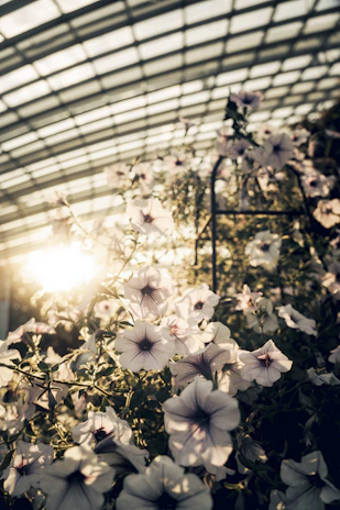 Sunlight filtering through a greenhouse filled with blooming orchids.