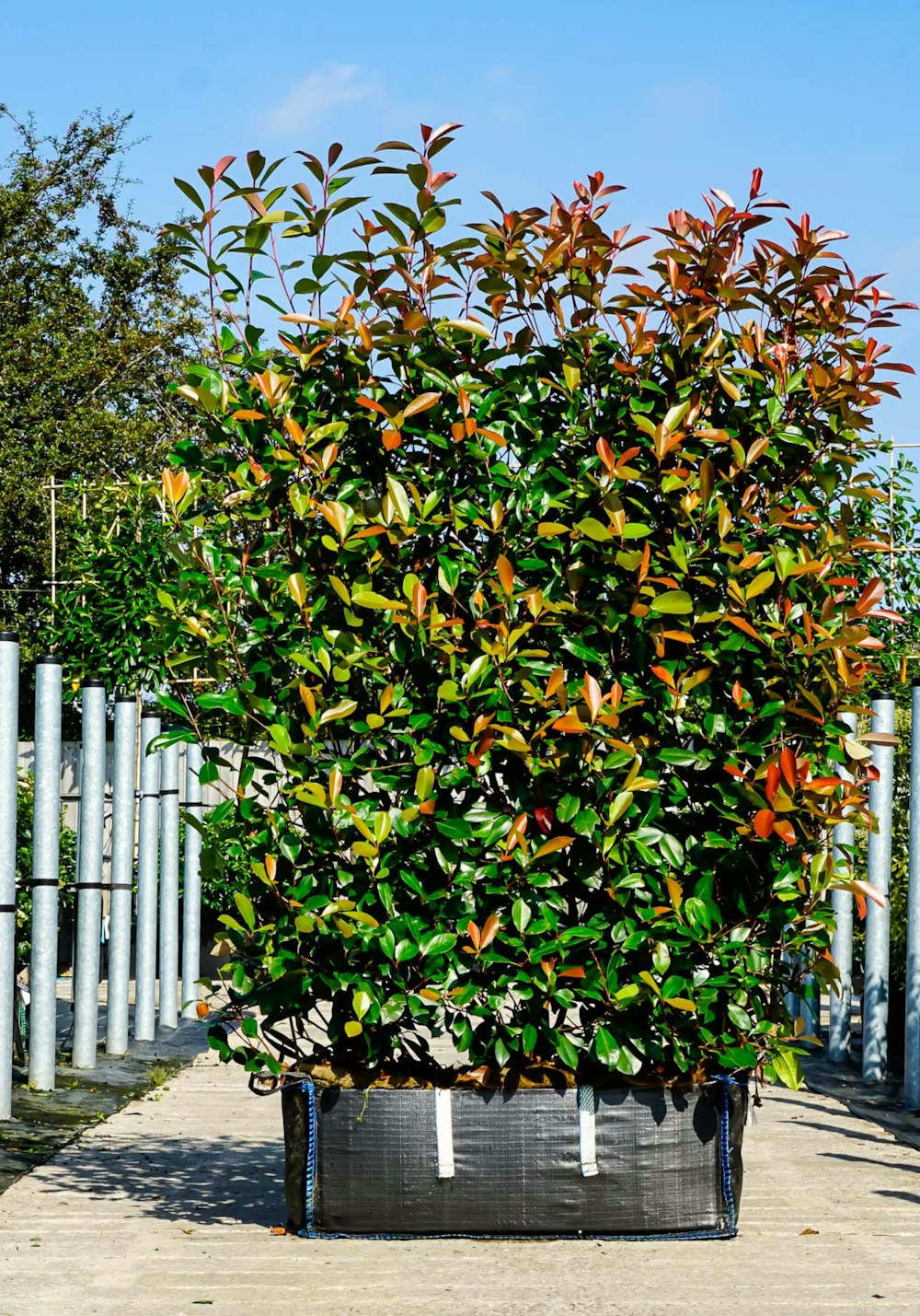 a large plant in a black container on a sidewalk