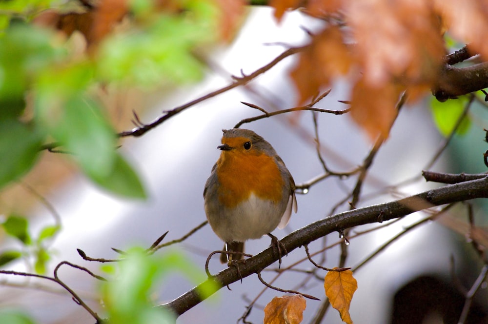 a small bird perched on a tree branch