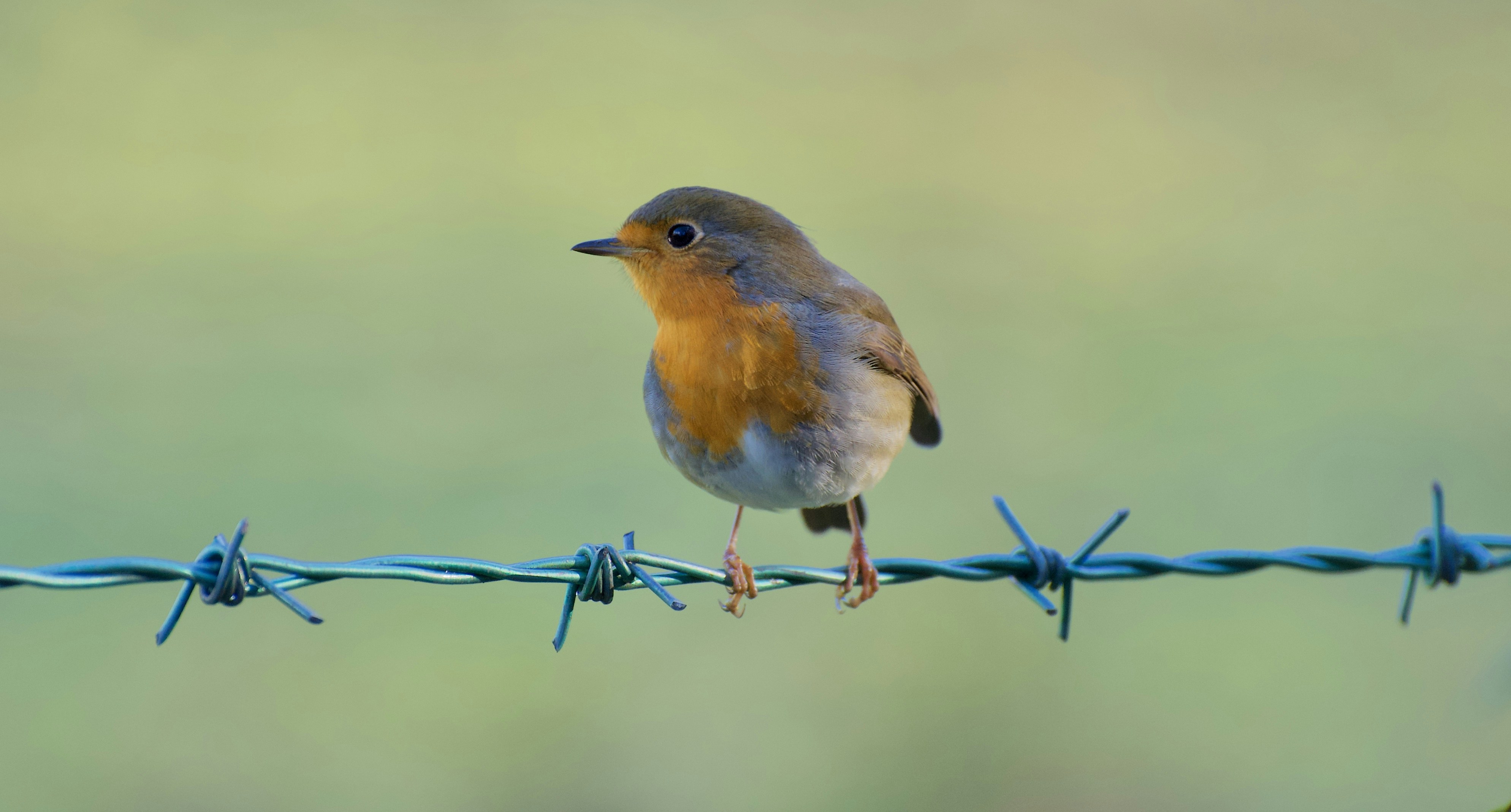 a small bird sitting on top of a barbed wire