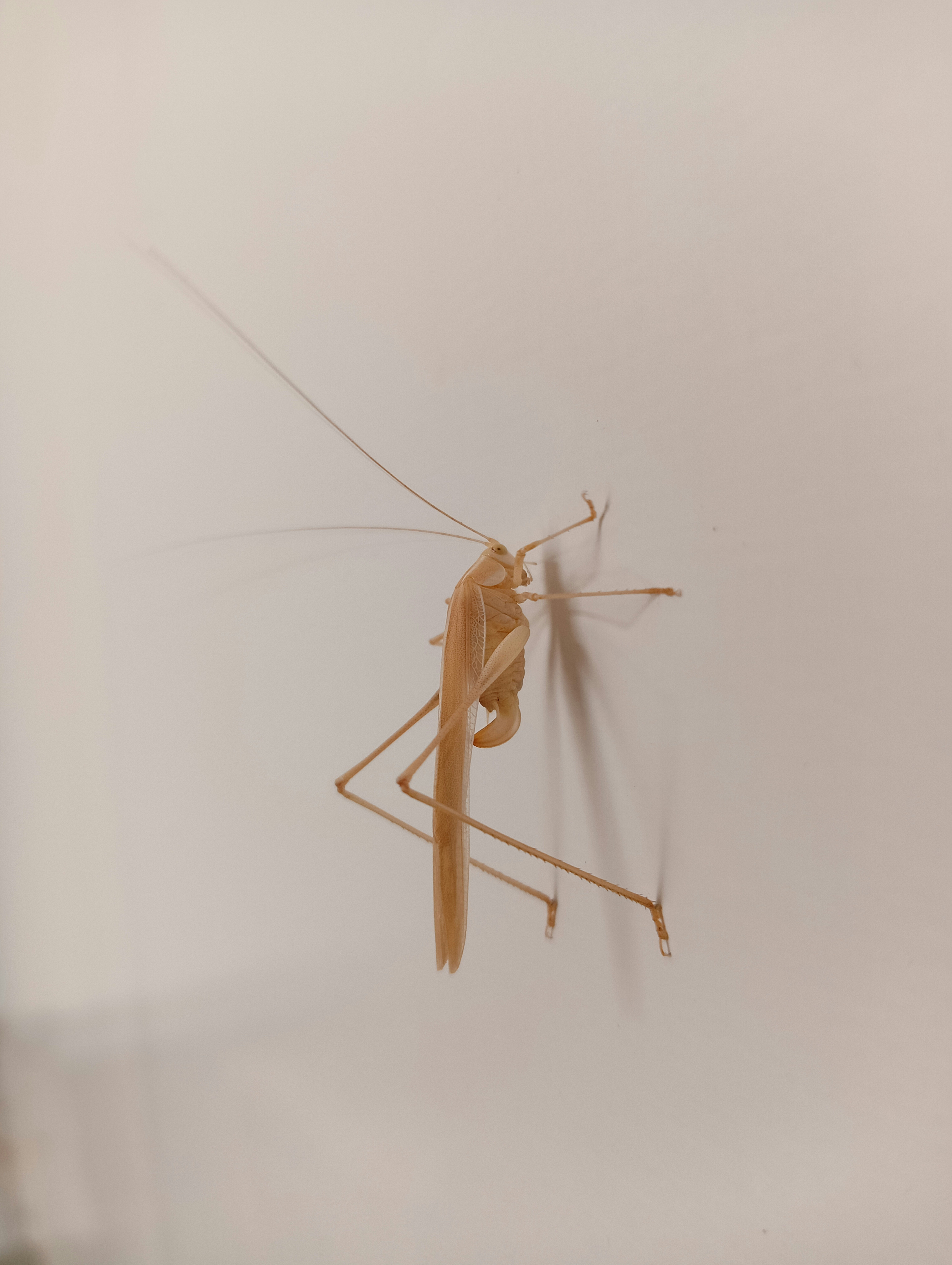 Photo by bachirteffah