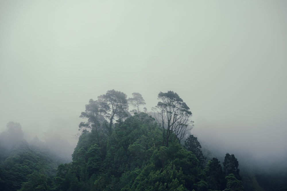 a group of trees on a foggy day