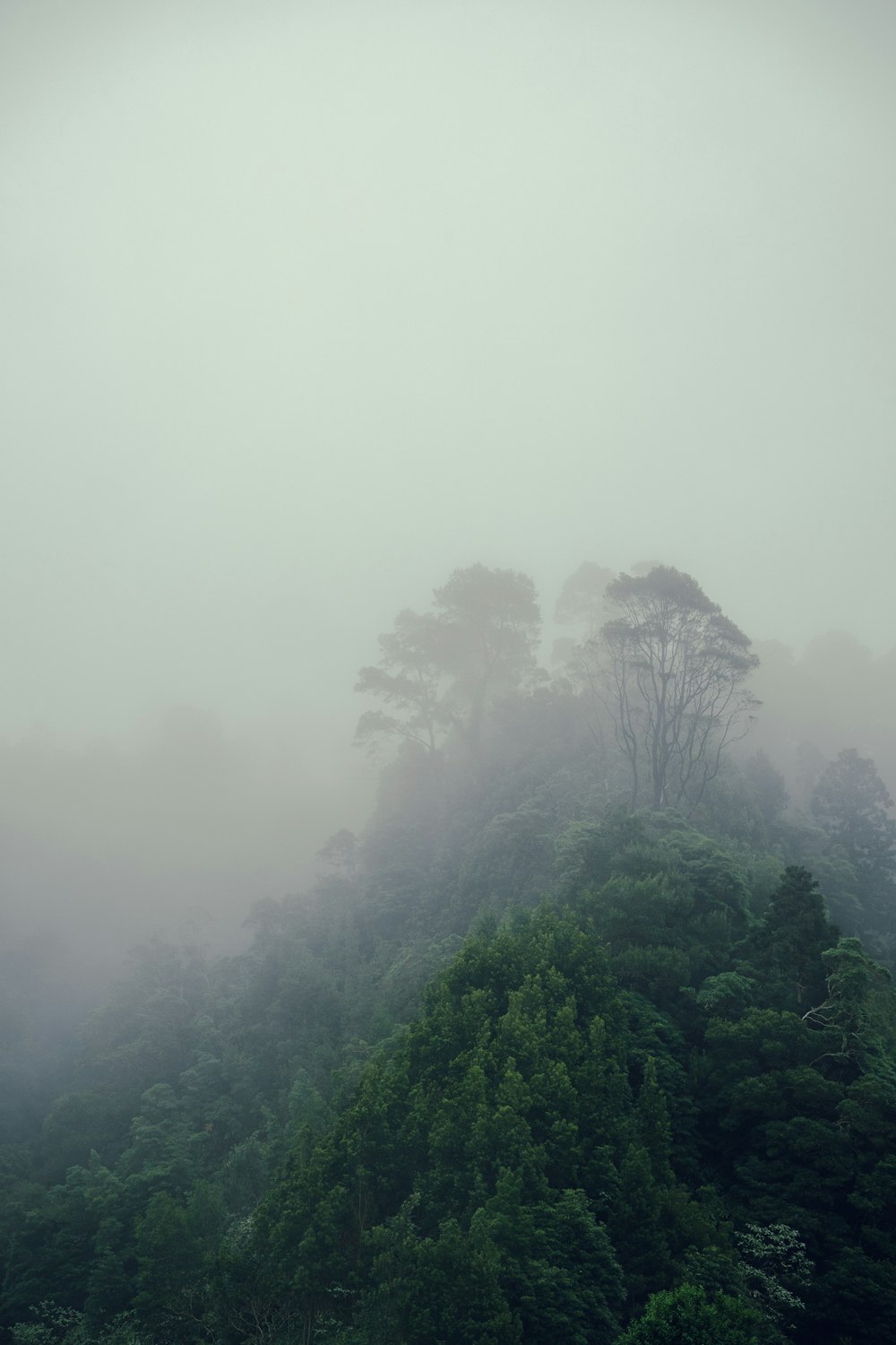 a foggy mountain with trees on top of it