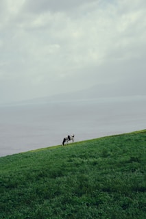 a couple of cows standing on top of a lush green hillside