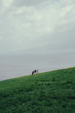 a couple of cows standing on top of a lush green hillside