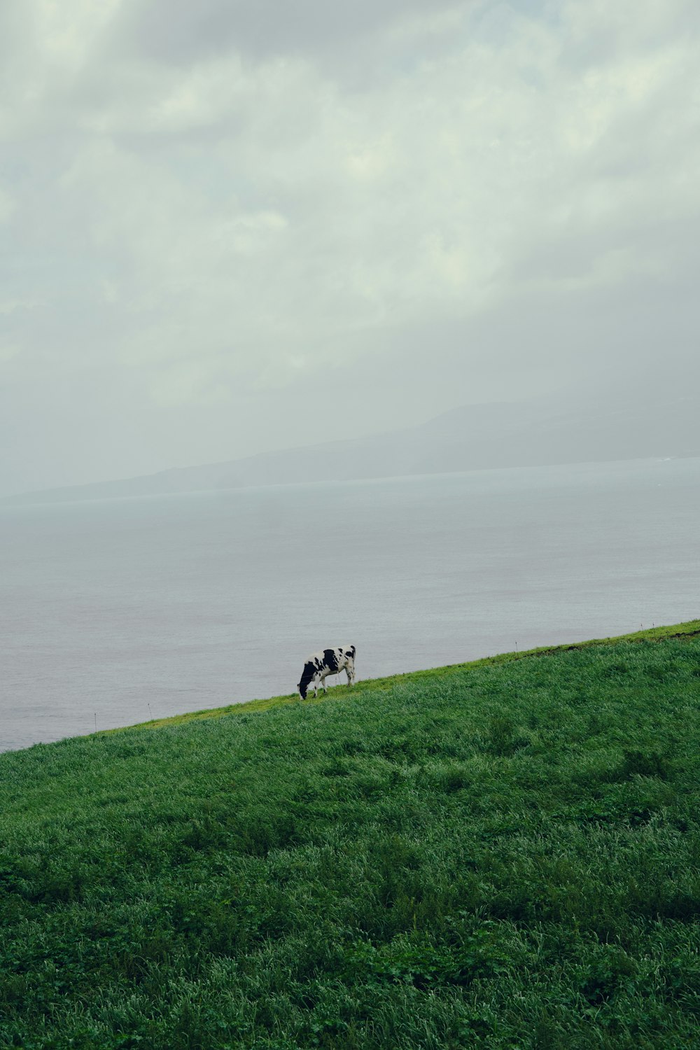 a couple of cows standing on top of a lush green hillside