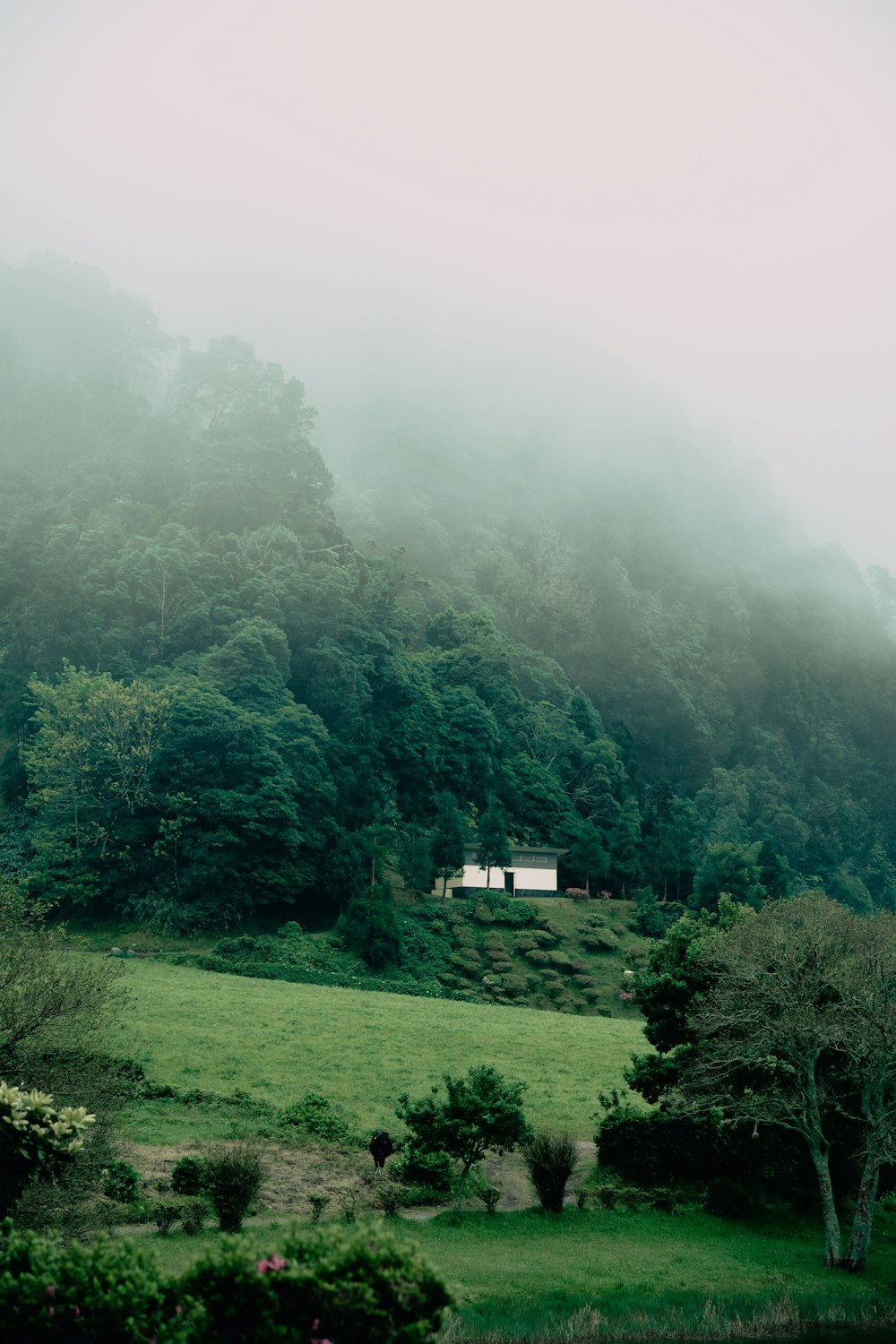 a house in the middle of a lush green field