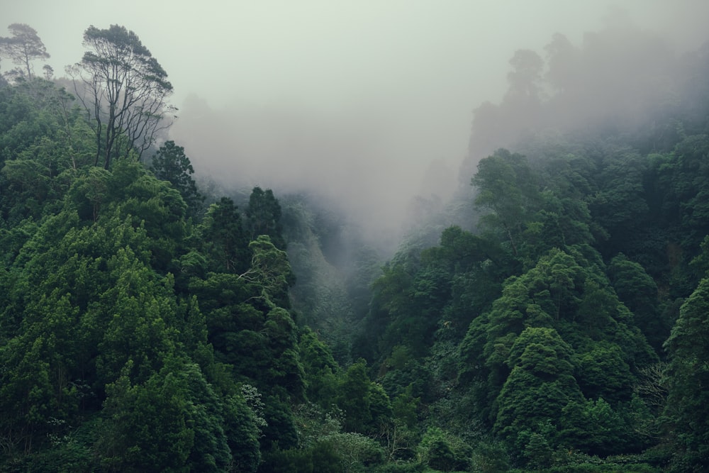 a group of trees in the middle of a forest