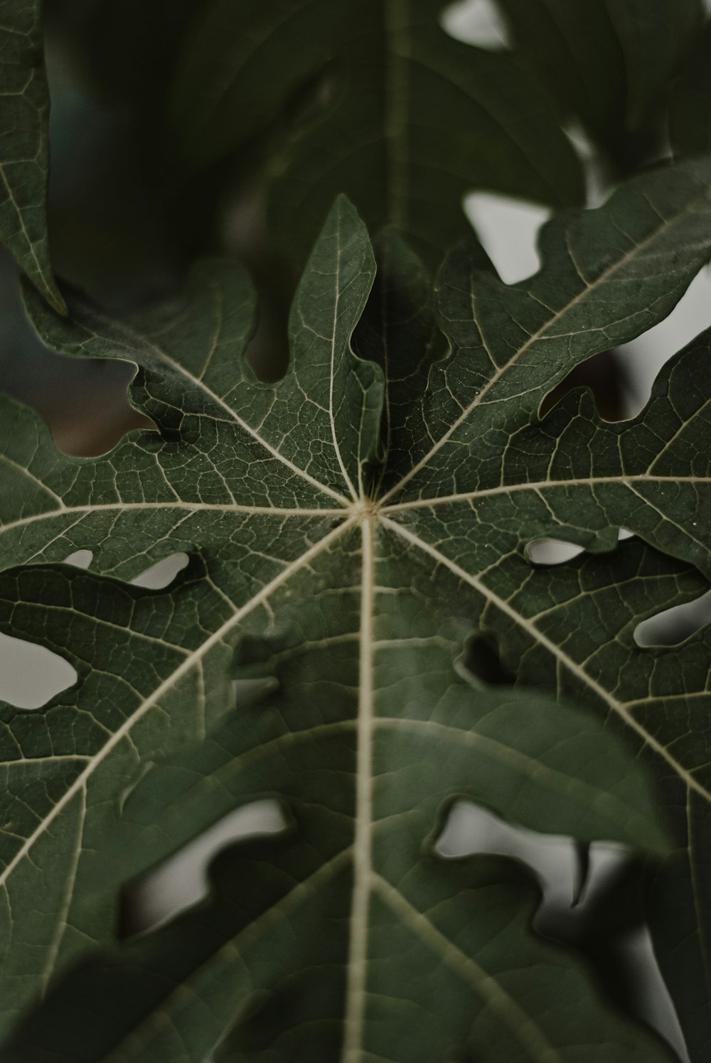 a close up of a green leaf on a tree