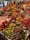 Image of a happy man in a fruit market stall surrounded by colorful fruit pulps.