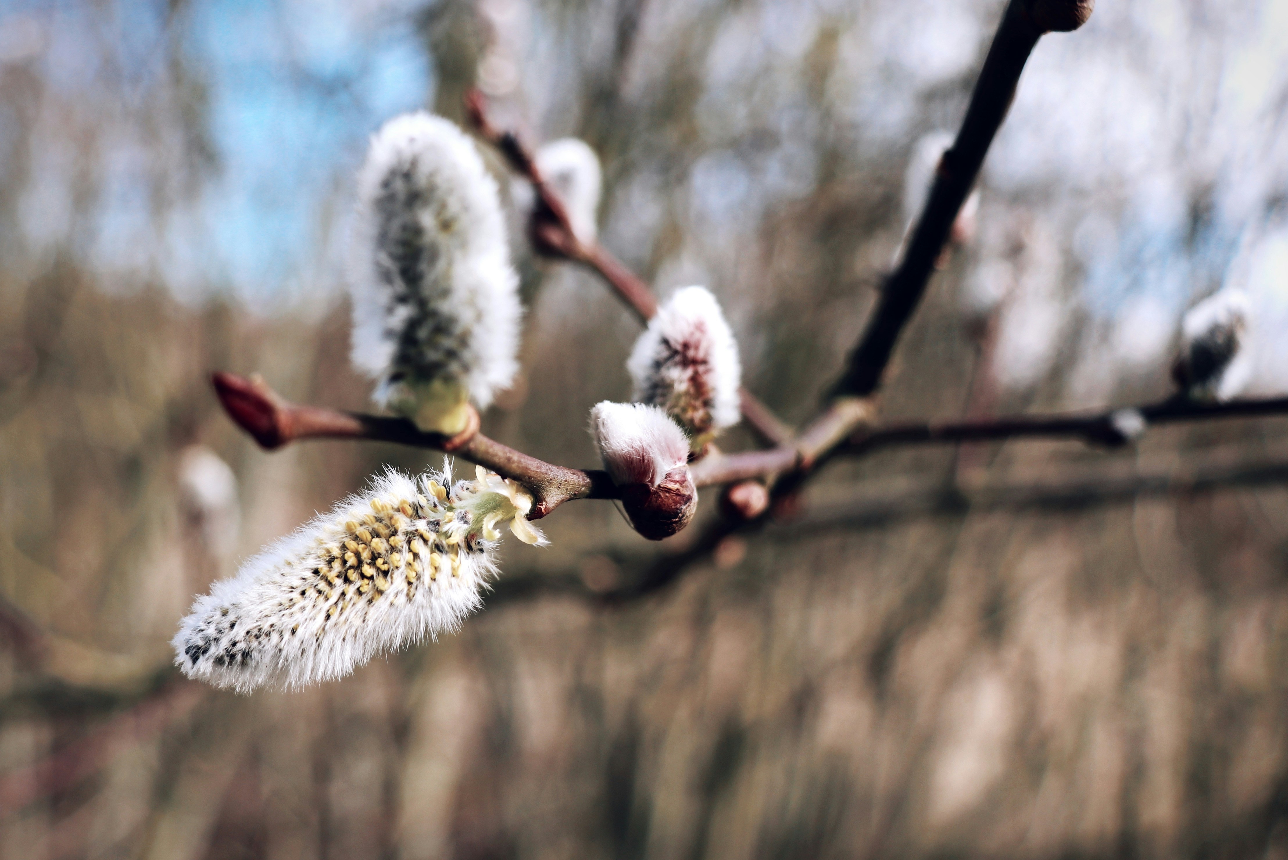 A close up of a tree branch with white flowers photo – Free Nature ...