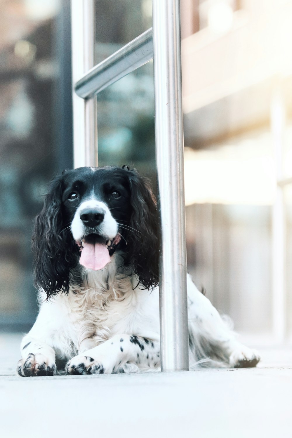 a black and white dog sitting next to a metal pole