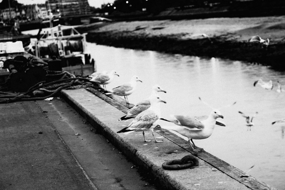 a group of seagulls sitting on a ledge next to a body of water