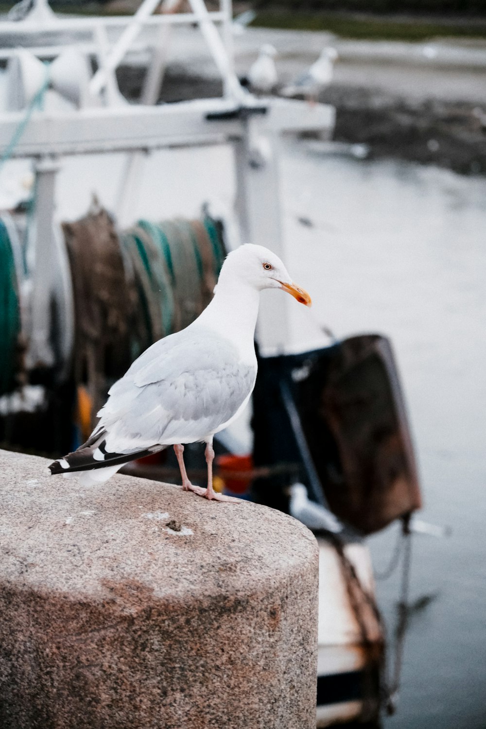 a seagull is standing on a rock near a boat