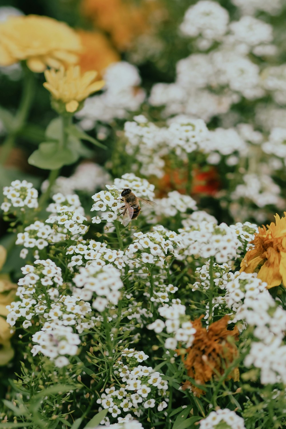 a bunch of flowers that are next to each other