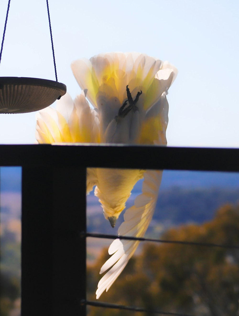 a bird is flying away from a bird feeder