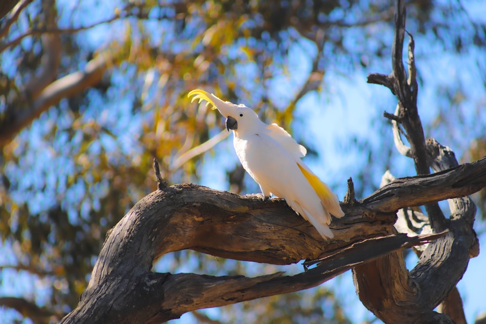 a white bird with a yellow beak sitting on a tree branch