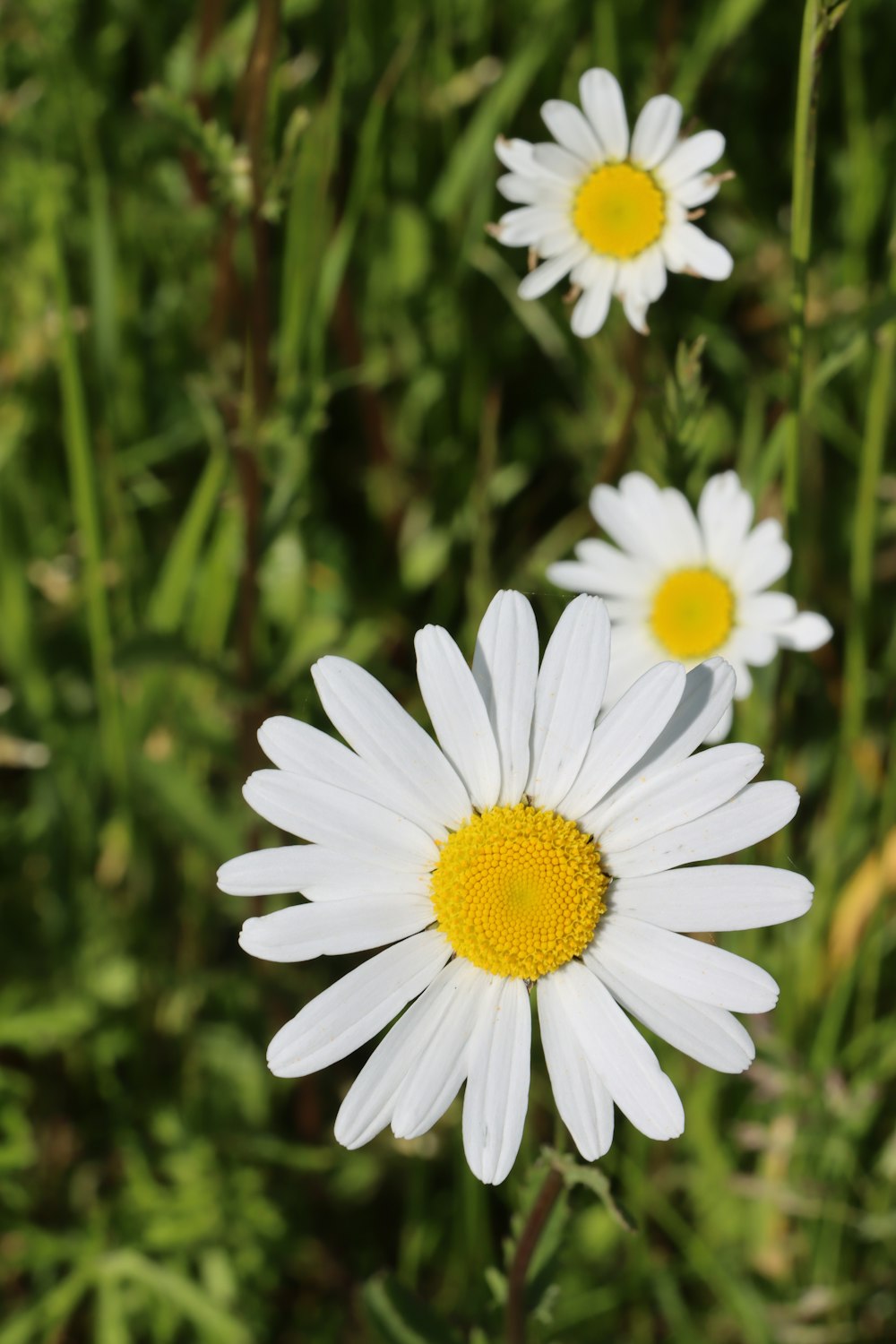 a close up of three daisies in a field