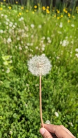 Hands gently holding a freshly picked dandelion flower against a soft green background.