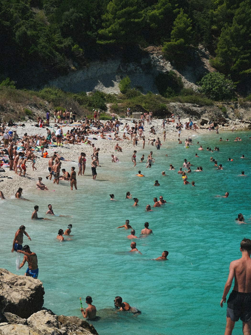A pine-backed cove crowded with swimmers