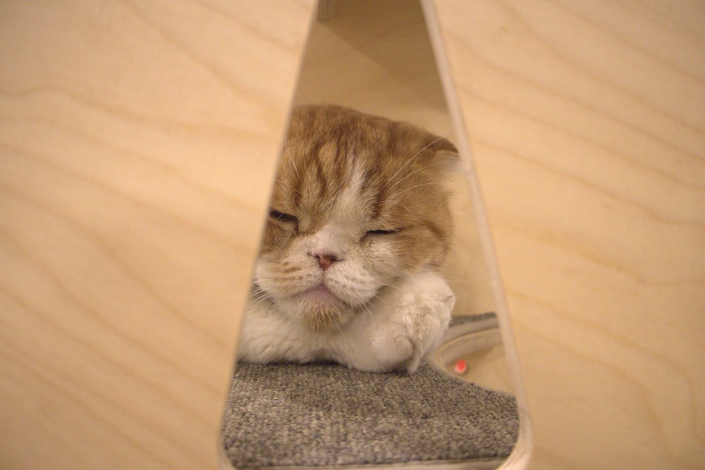 a cat that is laying down on a table