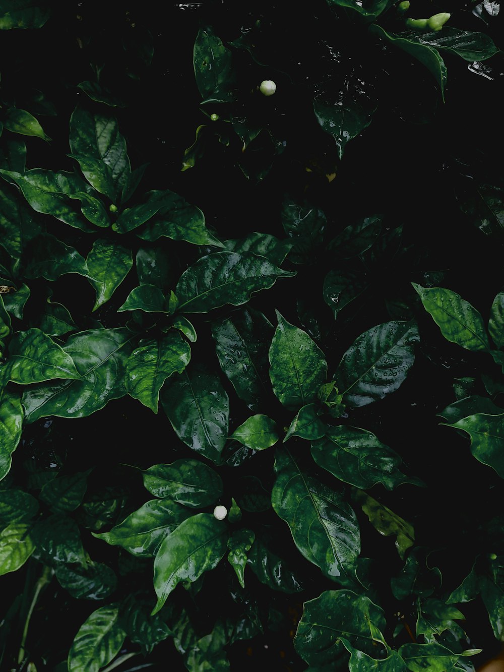 a close up of a plant with green leaves