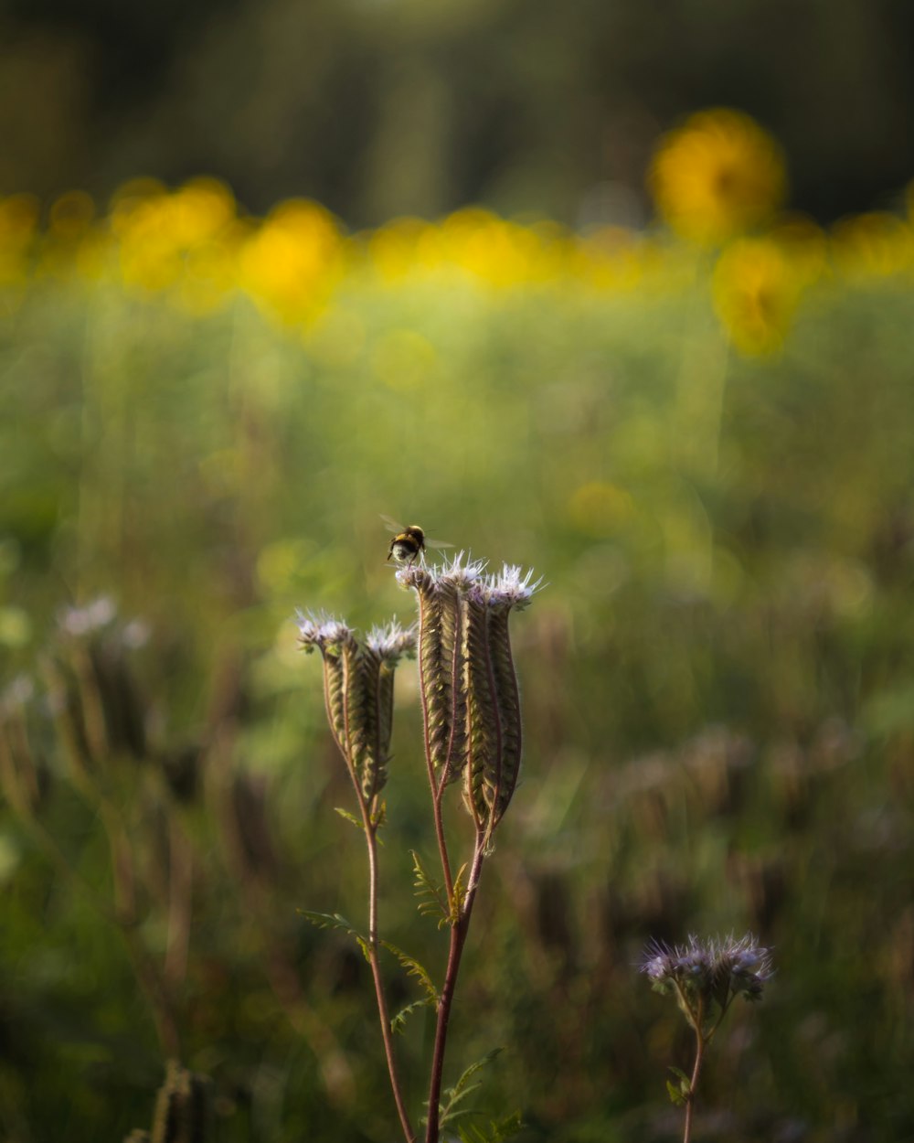 a bee sitting on top of a flower in a field