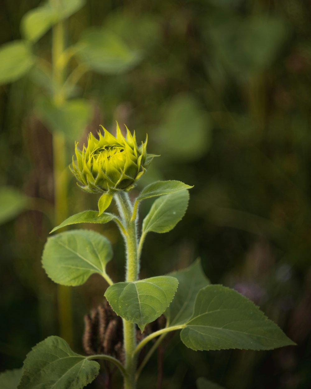 a close up of a flower on a plant