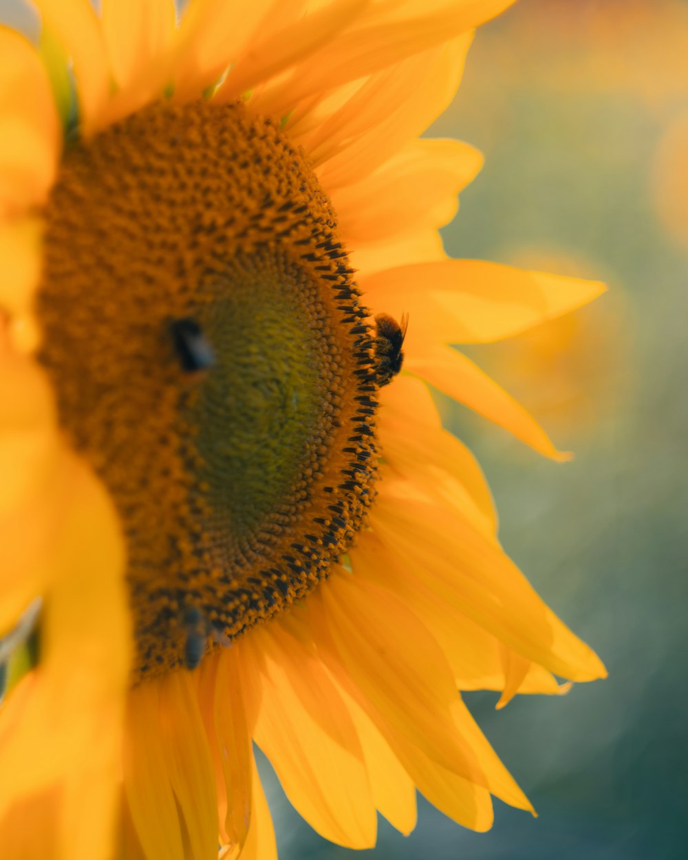 a yellow sunflower with a bee on it
