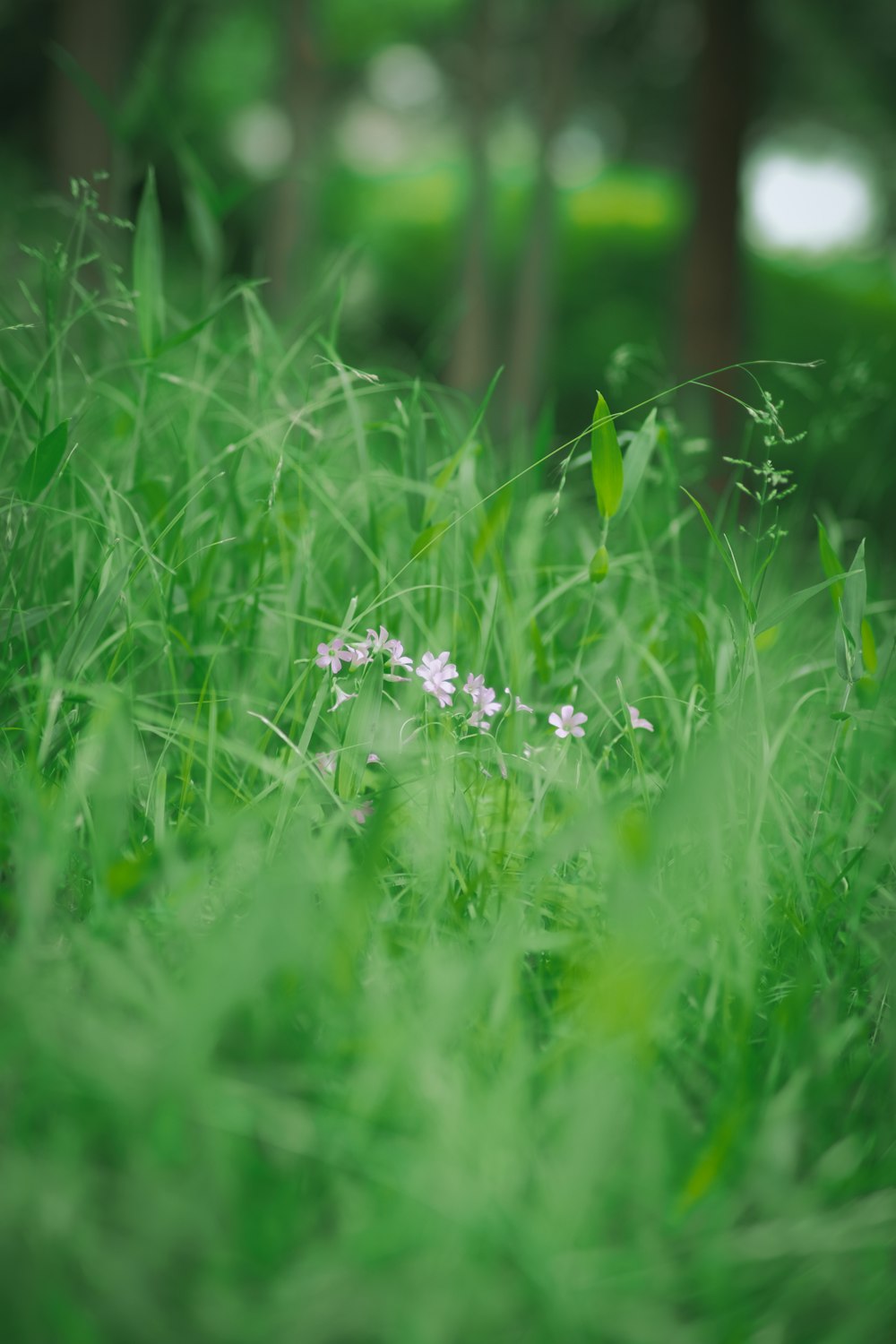 a close up of some grass and flowers