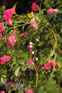 A vibrant display of blooming roses and orchids in our Dubai nursery under warm sunlight.