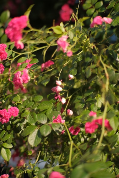 A vibrant display of blooming roses and orchids in our Dubai nursery under warm sunlight.