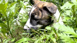 A playful dog lounging on a soft, earth-toned blanket in a sunlit garden filled with greenery.