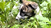 A calm spaniel resting in a sun-dappled green clearing surrounded by trees.