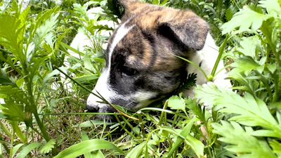 A playful dog lounging on a soft, earth-toned blanket in a sunlit garden filled with greenery.