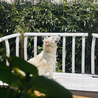 A sunlit porch with a dog happily resting on a cushioned bench surrounded by greenery and hanging lanterns.