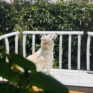 A sunlit porch with a dog happily resting on a cushioned bench surrounded by greenery and hanging lanterns.