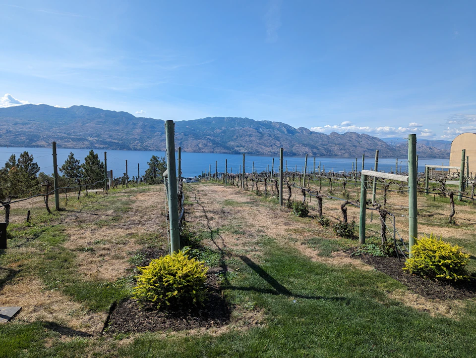 Rows of vines on a green hillside