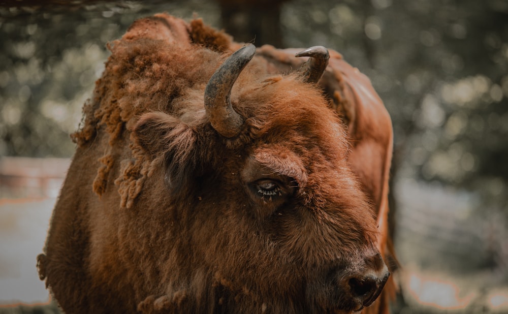 a bison with horns standing in a field