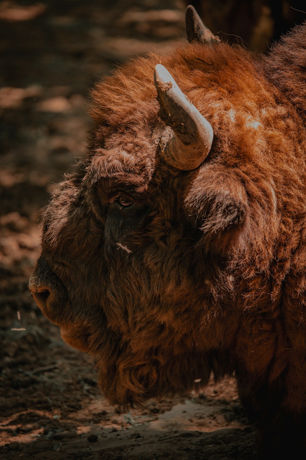 Gros plan d’un bison avec une longue corne
