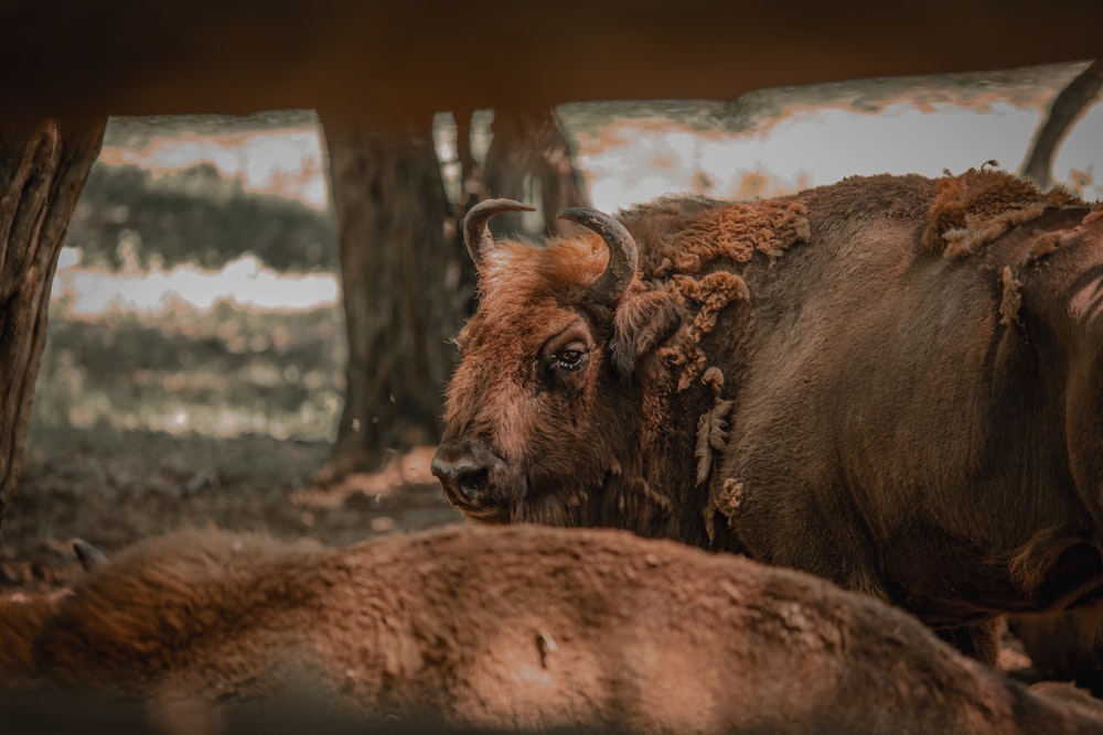 a brown cow standing next to another cow in a forest