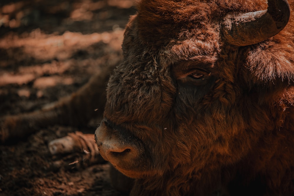 a close up of a bison laying on the ground