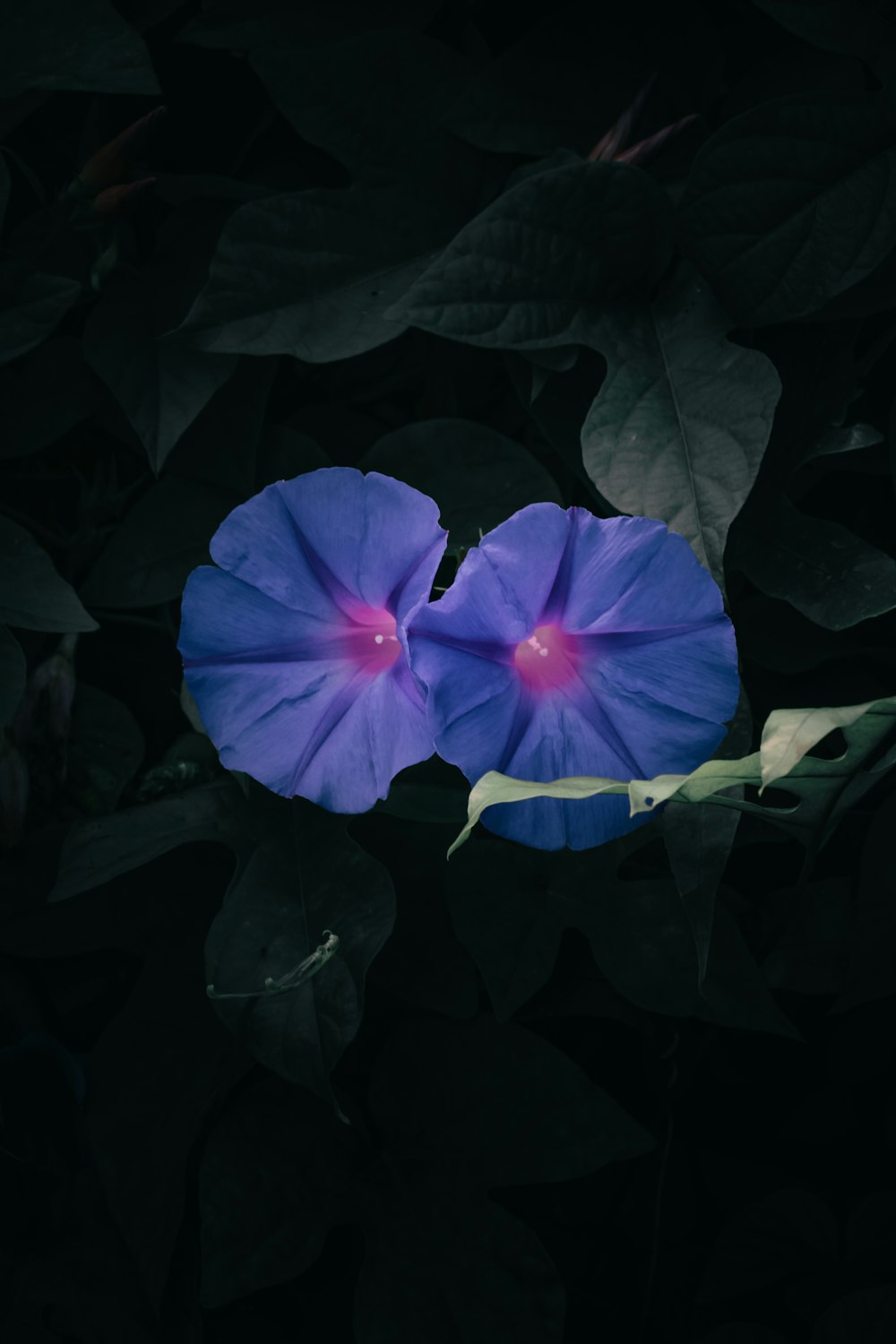 two blue flowers with green leaves in the background